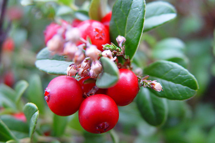 Frozen Red Currant 500g