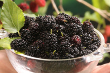 Load image into Gallery viewer, Frozen Mulberries 500g