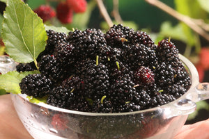 Frozen Mulberries 500g